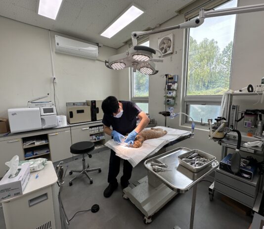 반려동물 진료비…10월부터 치료 목적 100여개 항목 부가세 면제