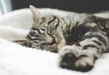 체중 감량과 활력 충전의 비결 silver tabby cat sleeping on white blanket