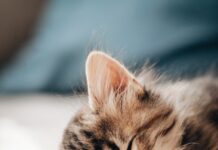 “잠을 자도 개운하지 않아요”… 수면 ‘질’을 높이는 멜라토닌 루틴 brown tabby kitten lying on white textile