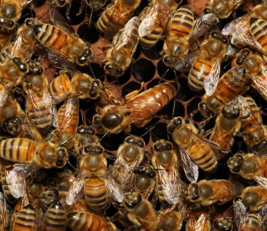 ‘꿀벌 우수 품종 안정적 증식·보급’으로 양봉산업 지원