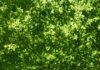 a green leafy tree with a blue sky in the background