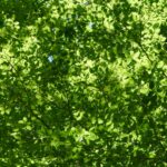 a green leafy tree with a blue sky in the background
