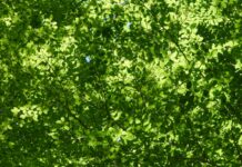 a green leafy tree with a blue sky in the background