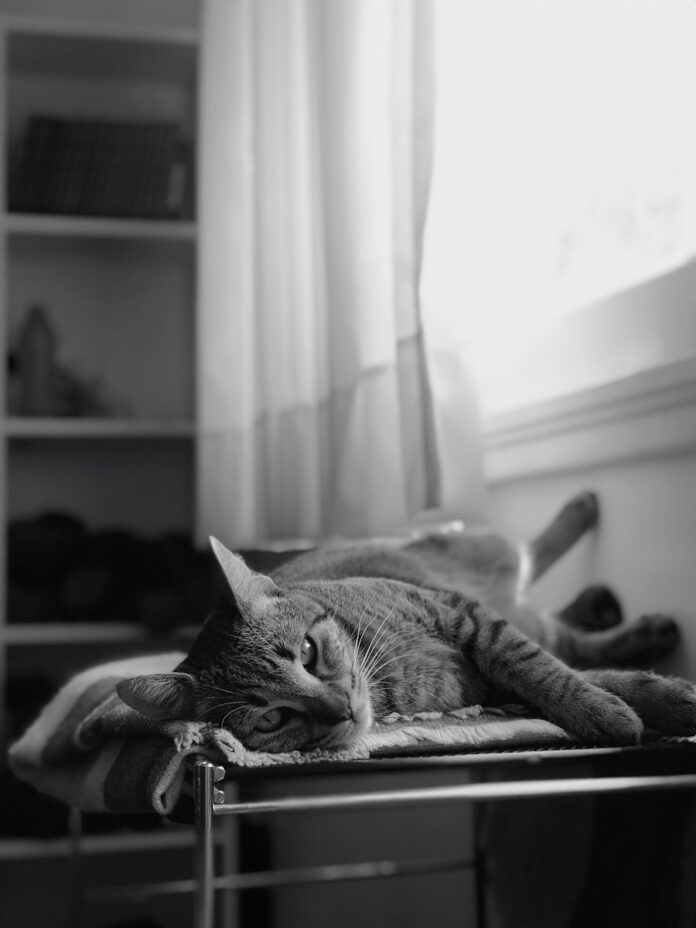 Photo by judi neistadt cat lying on pet bed