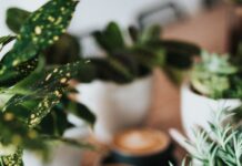 바쁜 일상 속 스트레스, 건강하게 다스리는 실천법 shallow focus photography of coffee late in mug on table