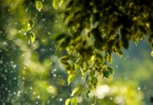 일상 속 ‘웰니스 문화’ 확산…작은 습관이 건강을 바꾼다 selective focus photo of green vine