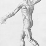 “근육 건강, 일상 속 작은 변화로 키운다 – 지속 가능한 건강 트렌드 주목” Human musculature from behind