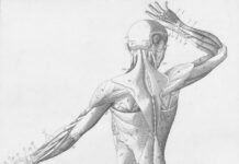 “근육 건강, 일상 속 작은 변화로 키운다 – 지속 가능한 건강 트렌드 주목” Human musculature from behind