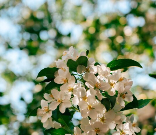 일상 속 뇌건강 지키기, 작은 습관이 비밀 Sunlit white apple blossoms against a blurred green background.