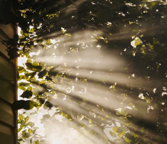 만성피로, 일상 속 작은 변화로 극복한다 sun rays coming through trees